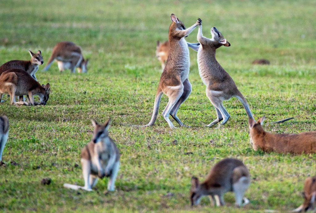 Kann man mit einem Touristenvisum in Australien arbeiten?