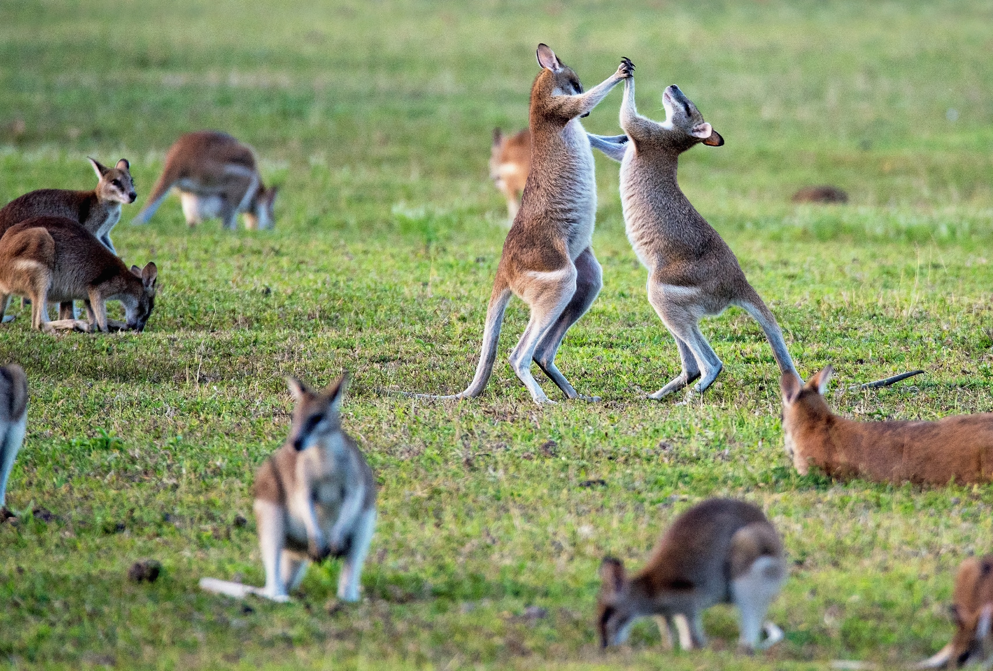 Posso lavorare in Australia con un visto turistico?