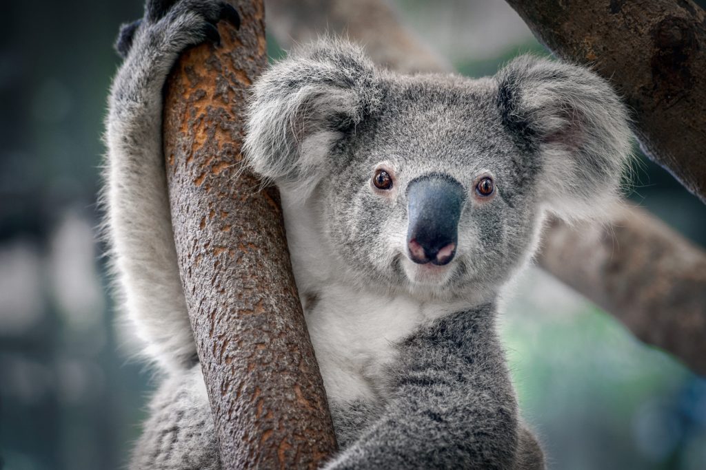 Welches Visum für einen Besuch in Australien?